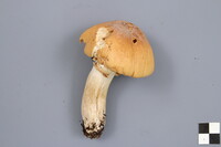 Cortinarius caperatus image